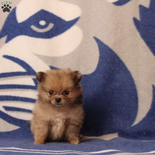 Demi, Pomeranian Puppy
